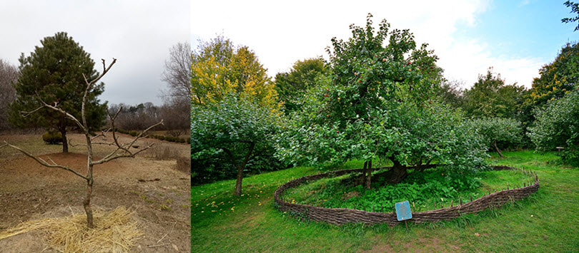 (좌)서울대 수원 수목원에 뿌리내린 ‘뉴턴의 사과나무‘ 후손과 (우) 뉴턴의 고향집 영국 링컨셔 Woolsthorpe Manor에 있는 사과나무