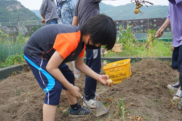 어린이가 감자를 수확하고 있다.