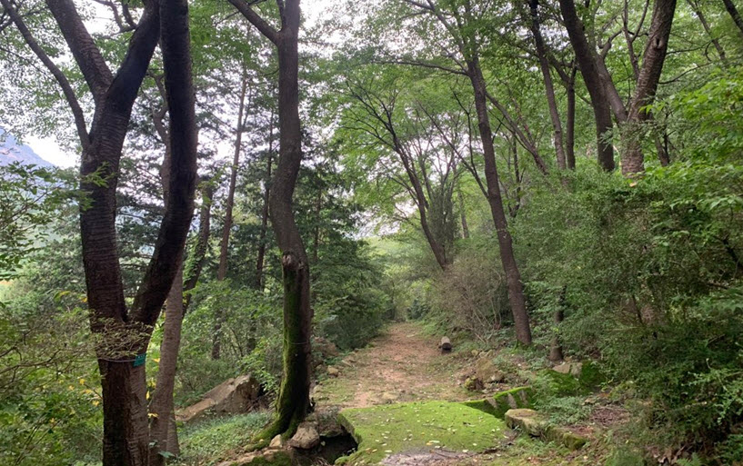 서울대학교 관악수목원(경기도 안양시)에서 진행되는 산림치유 프로그램