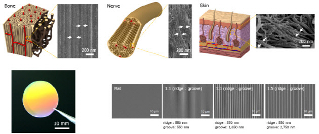 생체 조직 내 세포외기질이 다양한 나노사이즈의 구조로 이루어져 있음에 착안하여 (화살표) 다양한 나노 간격을 가지는 생체모방형 나노지지체 개발 (일반 카메라(좌) 및  전자현미경(우) 이미지)